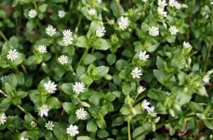 Chickweed