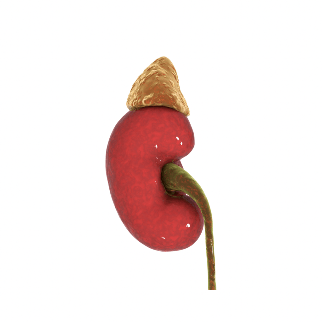 Artistic expression of a human kidney and adrenal gland.