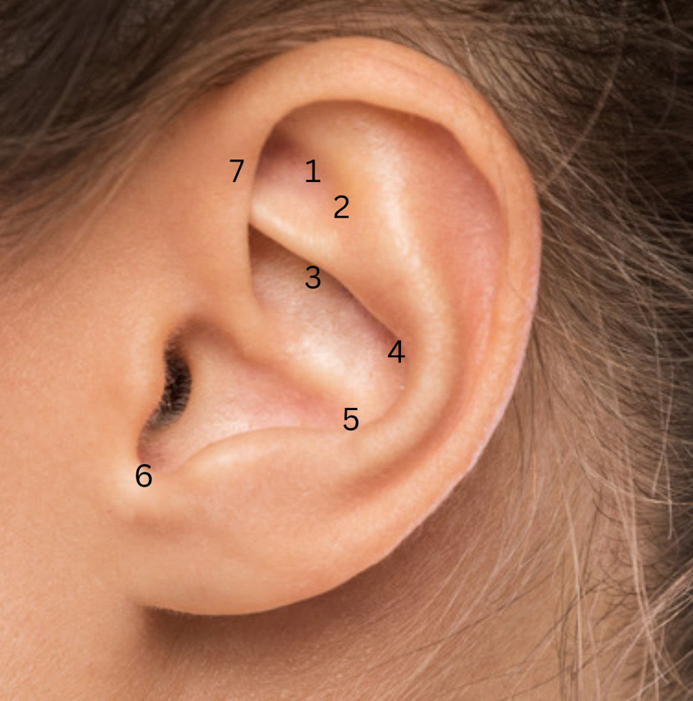 Diagram of ear acupuncture points for fertility support.